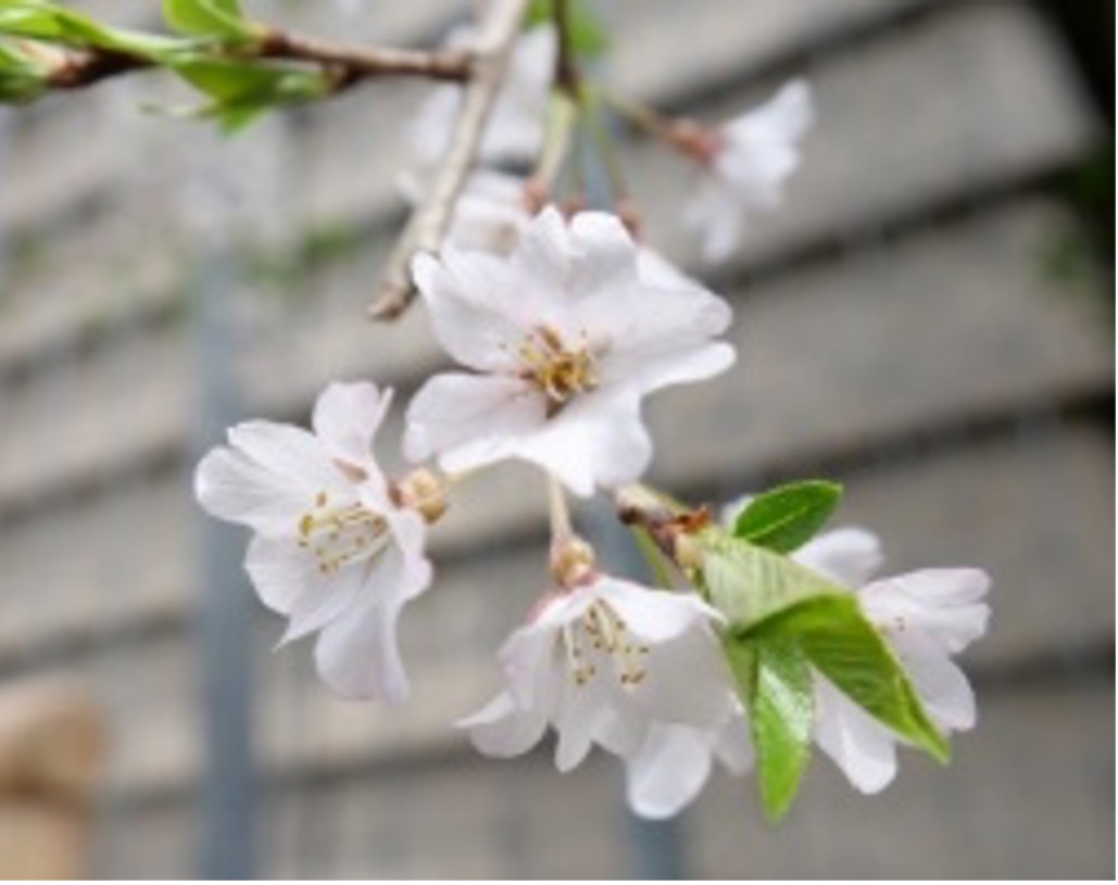 2022年開花時の様子